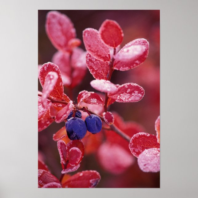 NA, USA, Alaska, Denali NP, Blue berries in Poster (Front)
