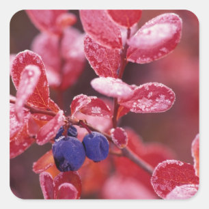 NA, USA, Alaska, Denali NP, Blue berries in Square Sticker