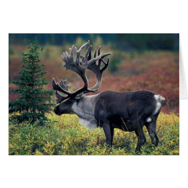 NA, USA, Alaska, Denali NP, Bull caribou 3 (Front Horizontal)
