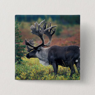 NA, USA, Alaska, Denali NP, Bull caribou 3 15 Cm Square Badge