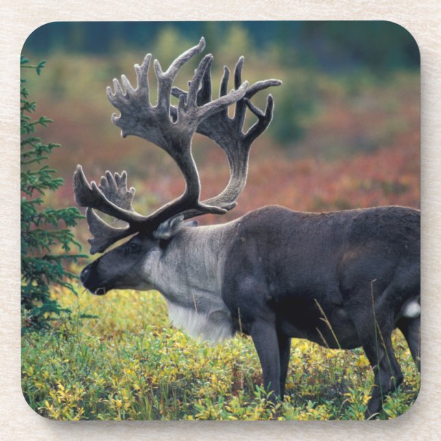 NA, USA, Alaska, Denali NP, Bull caribou 3 Coaster (Front)