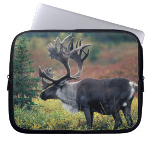 NA, USA, Alaska, Denali NP, Bull caribou 3 Laptop Sleeve