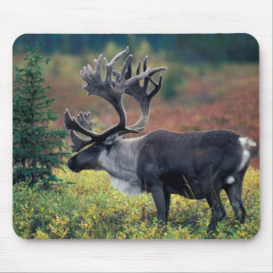 NA, USA, Alaska, Denali NP, Bull caribou 3 Mouse Pad