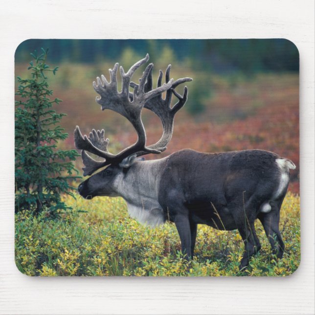 NA, USA, Alaska, Denali NP, Bull caribou 3 Mouse Pad (Front)