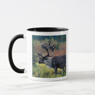 NA, USA, Alaska, Denali NP, Bull caribou 3 Mug