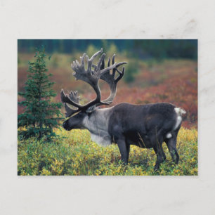 NA, USA, Alaska, Denali NP, Bull caribou 3 Postcard
