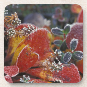 NA, USA, Alaska, Denali NP Frosted, fall-coloured Coaster