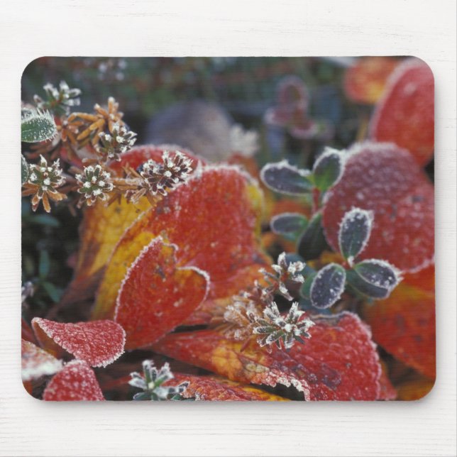 NA, USA, Alaska, Denali NP Frosted, fall-coloured Mouse Pad (Front)