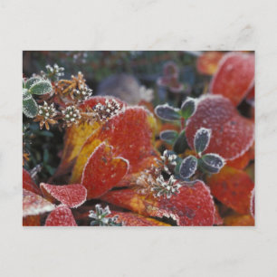 NA, USA, Alaska, Denali NP Frosted, fall-coloured Postcard