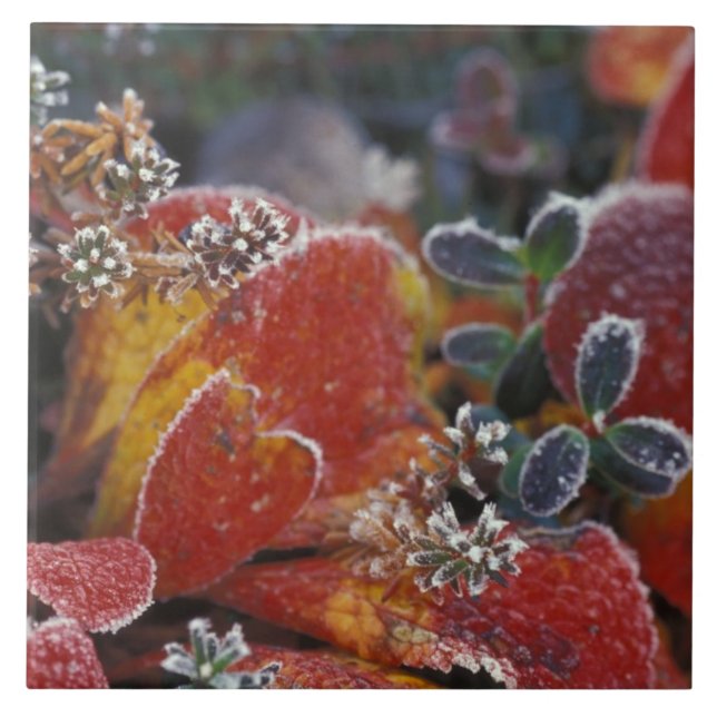 NA, USA, Alaska, Denali NP Frosted, fall-coloured Tile (Front)