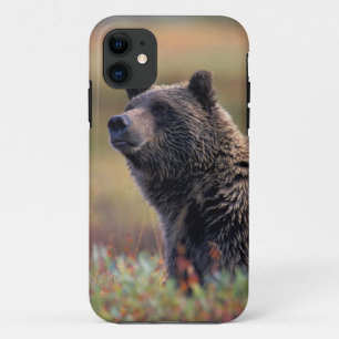 NA, USA, Alaska, Denali NP, Grizzly bear iPhone 11 Case