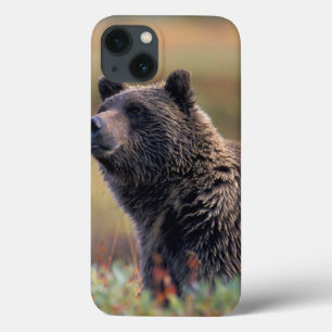 NA, USA, Alaska, Denali NP, Grizzly bear iPhone 13 Case