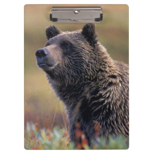 NA, USA, Alaska, Denali NP, Grizzly bear Clipboard