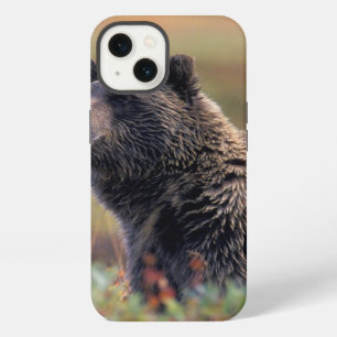 NA, USA, Alaska, Denali NP, Grizzly bear iPhone Case