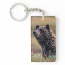 NA, USA, Alaska, Denali NP, Grizzly bear