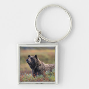 NA, USA, Alaska, Denali NP, Grizzly bear Key Ring
