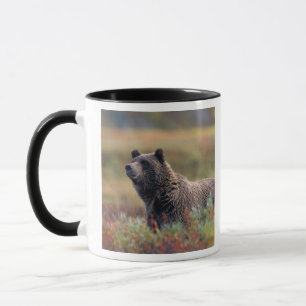 NA, USA, Alaska, Denali NP, Grizzly bear Mug