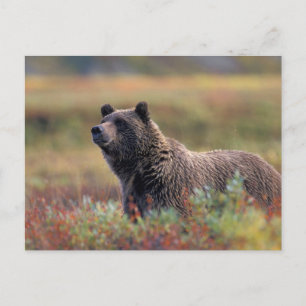 NA, USA, Alaska, Denali NP, Grizzly bear Postcard