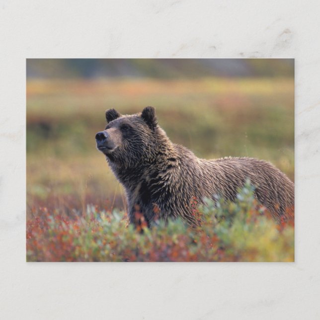 NA, USA, Alaska, Denali NP, Grizzly bear Postcard (Front)