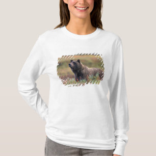 NA, USA, Alaska, Denali NP, Grizzly bear T-Shirt