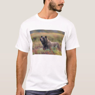 NA, USA, Alaska, Denali NP, Grizzly bear T-Shirt