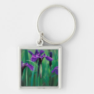 NA, USA, Alaska, Knight Island, Wild iris Key Ring