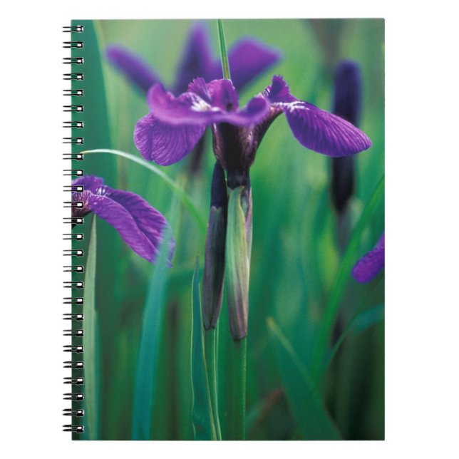 NA, USA, Alaska, Knight Island, Wild iris Notebook (Front)