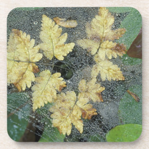 NA, USA, Alaska, Nancy Lake. Dew on spiderweb Coaster