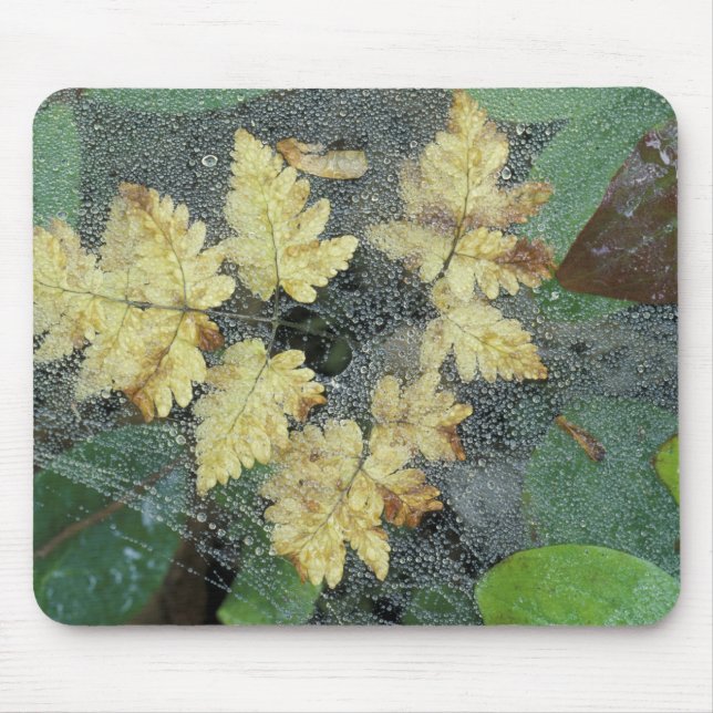 NA, USA, Alaska, Nancy Lake. Dew on spiderweb Mouse Pad (Front)
