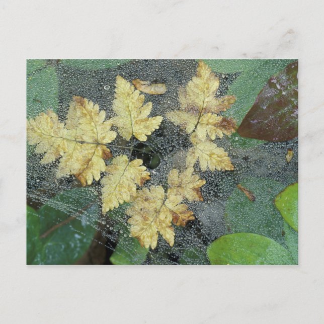 NA, USA, Alaska, Nancy Lake. Dew on spiderweb Postcard (Front)