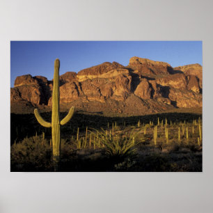 NA, USA, Arizona. Organ Pipe Cactus National 2 Poster
