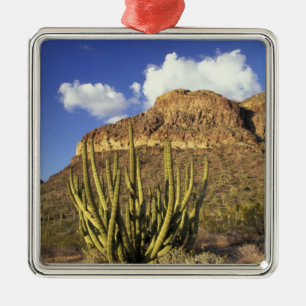 NA, USA, Arizona. Organ Pipe Cactus National 3 Metal Ornament