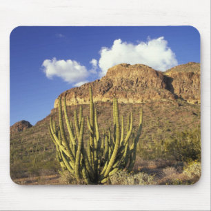 NA, USA, Arizona. Organ Pipe Cactus National 3 Mouse Pad