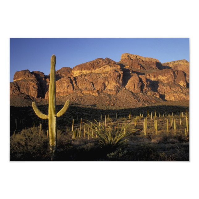 NA, USA, Arizona. Organ Pipe Cactus National 3 Photo Print (Front)
