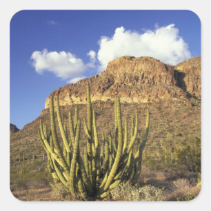 NA, USA, Arizona. Organ Pipe Cactus National 3 Square Sticker