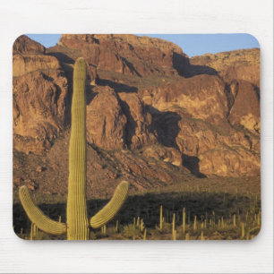 NA, USA, Arizona. Organ Pipe Cactus National Mouse Pad