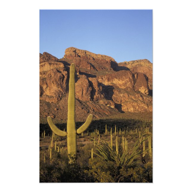 NA, USA, Arizona. Organ Pipe Cactus National Photo Print (Front)