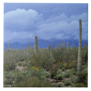 NA, USA, Arizona, Saguaro National Monument, Ceramic Tile