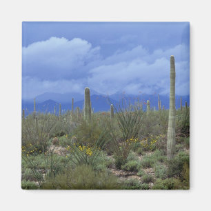 NA, USA, Arizona, Saguaro National Monument, Magnet