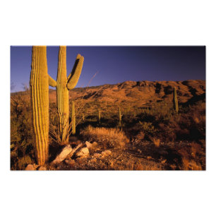 NA, USA, Arizona, Saguaro National Monument, Photo Print