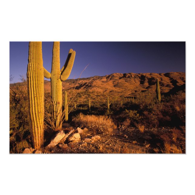 NA, USA, Arizona, Saguaro National Monument, Photo Print (Front)