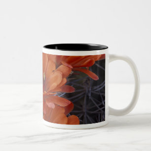 NA, USA, Arizona, San Xavier. Claret Cup cactus
