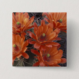 NA, USA, Arizona, San Xavier. Claret Cup cactus 15 Cm Square Badge
