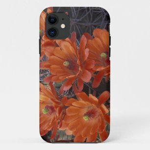 NA, USA, Arizona, San Xavier. Claret Cup cactus iPhone 11 Case