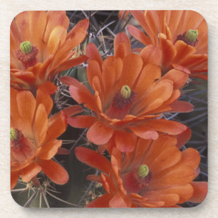 NA, USA, Arizona, San Xavier. Claret Cup cactus Coaster