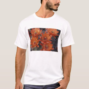 NA, USA, Arizona, San Xavier. Claret Cup cactus T-Shirt