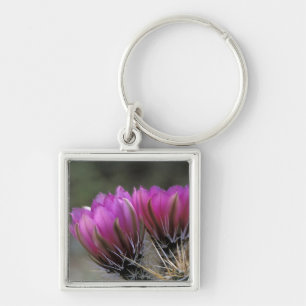 NA, USA, Arizona, Sonoran Desert. Hedgehog Key Ring
