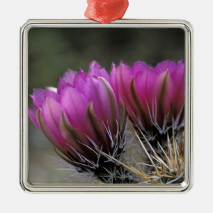 NA, USA, Arizona, Sonoran Desert. Hedgehog Metal Tree Decoration