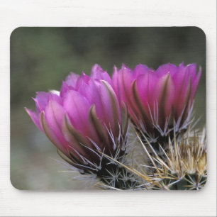 NA, USA, Arizona, Sonoran Desert. Hedgehog Mouse Pad
