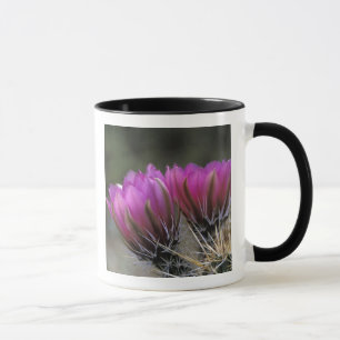 NA, USA, Arizona, Sonoran Desert. Hedgehog Mug